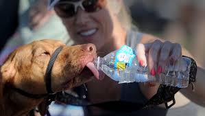 Gallery: HOPE4Kids Festival offers family fun in Camarillo