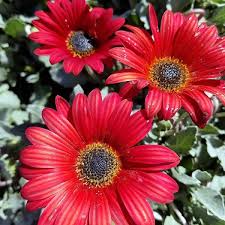 Image result for Arctotis