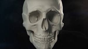 Free Skull 3d Model 3d Model Skull Model