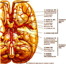 L'aspetto di questa malformazione vascolare, riportato dalle immagini diagnostiche, ricorda molto quello di una bacca attaccata a un ramo. Aneurismi Cerebrali