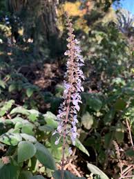 Image result for Plectranthus guruensis