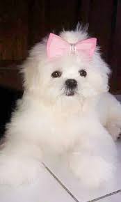 White swiss shepherd puppies $0 (scotts valley) pic hide this posting restore restore this posting. Anikka A 4 Mos Very Sweet Pure White Shih Tzu Puppy