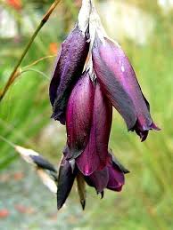 Image result for Dierama