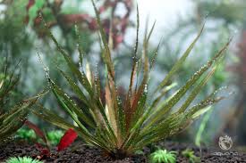 Image result for Blyxa