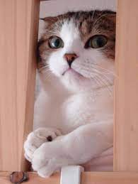 kedi catgamesdiy kedi sevimli kediler guzel kediler