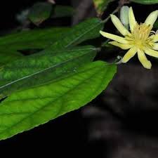 Image result for Glyphaea tomentosa