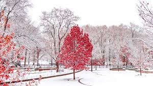 Check spelling or type a new query. Red Snow Wallpapers Top Free Red Snow Backgrounds Wallpaperaccess