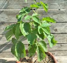 Image result for Cyphostemma quinatum