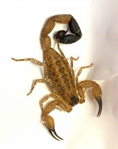 Scorpions' venomous threat to mammals a relatively new evolutionary step –  UW–Madison News