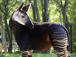 An Okapi A Giraffe Zebra Okapi Animals Mammals