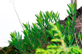 Image result for Euphorbia spissiflora