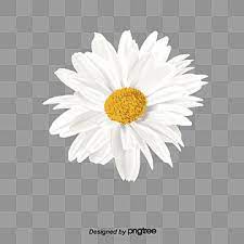 Daisies Daisy Clipart Product Kind Daisy Png Transparent Clipart Image And Psd File For Free Download In 2021 Flower Aesthetic Flower Png Images Flower Drawing