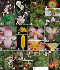 Image result for Begoniaceae