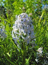 Inspiration Through Denial An Obsessive Neurotic Gardener Country Gardening Planting Flowers Perennials