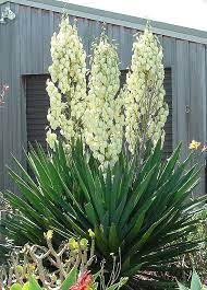Yucca Filamentosa Wikipedia