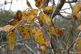 Image result for Ochna pulchra