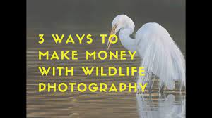 Wildlife photography is very popular, but you need a product that is more than just photography. more than 10 years on, he has won scores of wildlife photography awards across europe. 3 Ways To Make Money With Wildlife Photography Ep 1 Youtube