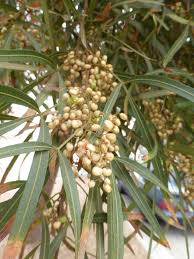 Image result for Searsia lancea