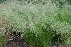 Image result for Panicum gilvum