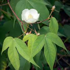 Image result for Gossypium