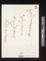 Image result for Canscora alata