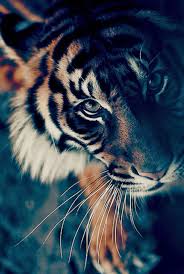 Pin De Ahmed Zayani En Tiger Lions Oh My Tigre De Bengala Fondos Animales Fondos De Pantalla Animales