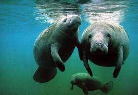 10 Amazing Things About The Real Mermaids