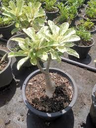 Desert Rose Adenium Obesum Variegated Free Shipping + Phyto Home&garden  House Plant