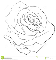 Image Result For Realistic Line Drawings Roses Drawing Rose Outline Rose Drawing