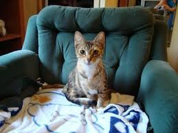 Fostering with us works best if you live within the portland metro area and close to an available foster mentor. Foster Cats Up For Adoption Through Seattle Animal Shelter Westside Seattle