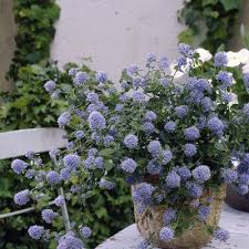 Ceanothus is a large genus of diverse, versatile and beautiful north american species in the buckthorn family, rhamnaceae. Pin On Favourite Plants