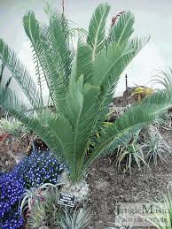 Image result for Eccoptocarpha