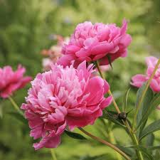 Pfingstrosen Wer Liebt Sie Auch So Sehr Wie Wir Pflanze Jetzt Pfingstrosen Im Garten Fur Ein Duftendes Blutenparadies Im Mai Rosa P In 2020 Flowers Plants Rose