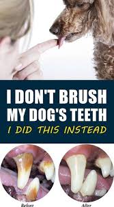 Pin By Traci Lukkason On Dogs Dog Teeth Dog Teeth Cleaning Dog Hacks