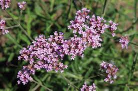 Find expert advice along with how to videos and articles, including instructions on how to make, cook, grow, or do almost anything. Verbena Lollipop Fairweathers Garden Centre