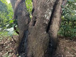 Image result for Diospyros crassiflora
