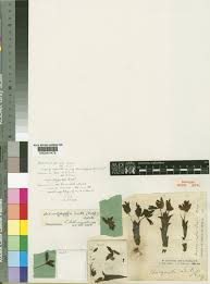 Image result for Brachycorythis lastii