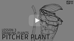 Do you want to learn how to roughly sketch / draw a coffee pot and cream pitcher as seen in the picture below? Drawabox Com Part Two Constructional Drawing Lesson 3 Applying Construction To Plants Pitcher Plant Demo Step By Step