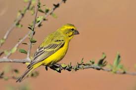 Canário da Terra: Conheça as Características e Cuidados Necessários -  Patinhas e Ferrões