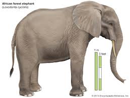 Elephant Description Habitat Scientific Names Weight