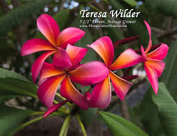 For over 35 the years florida colors has produced many extraordinary plumeria grown from seed. Teresa Wilder Plumeria Plumeria Flower Pot Design Flower Pots