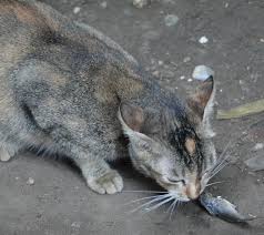 Oct 30, 2019 · first off, fish is a great source of protein, whether you are a cat, or a cat owner. The Fish Eating Cat At The Wet Market Of Bagan Retireediary