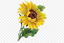 Lukisan bunga termasuk jenis lukisan yang diminati oleh banyak masyarakat. Lukisan Cat Air Umum Bunga Matahari Lukisan Gambar Png