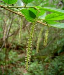 Image result for Antidesma vogelianum