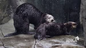 Enjoy watching joey and his friends from this live streaming webcam at the vancouver aquarium, in stanley park, british columbia, canada. When Hardy Met Katmai Youtube