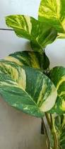 Image result for Epipremnum en casa