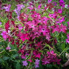 Image result for Nicotiana