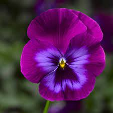 14 Pretty And Unusual Pansy Varieties Pansies Flowers Beautiful Flowers Flower Pictures