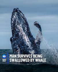 With will smith, robert de niro, renée zellweger, jack black. 10 News First Man Swallowed By Whale Lives To Tell The Facebook