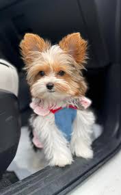 Paperwork needed to bring pup back to Canada?